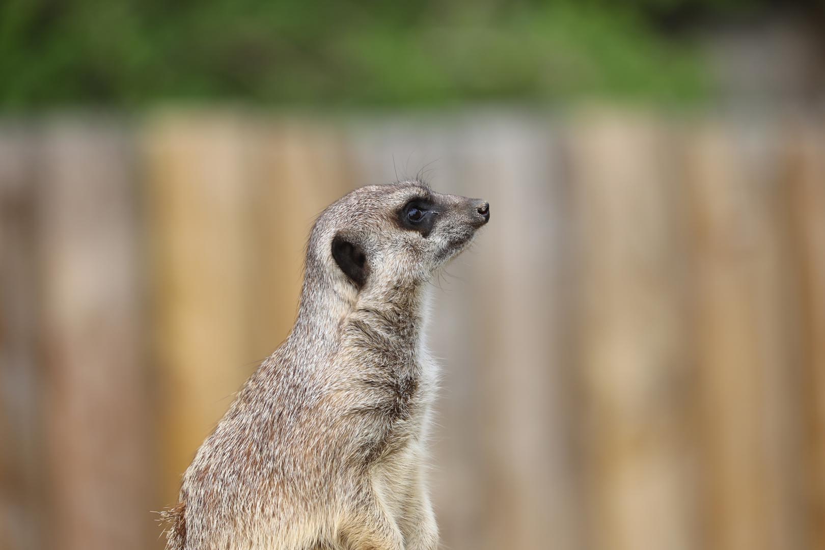 Meerkat looking to the right. IMAGE: Amy Middleton 2023